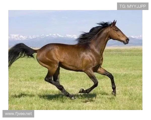 富里睡醒发现自家马场又多了一匹纯血马，这已经是本月第三匹了